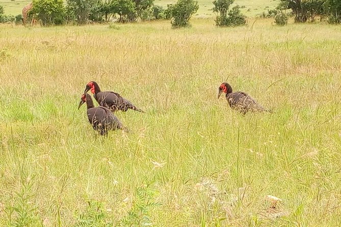 3-day Budget Safari To Maasai Mara - Leaving Nairobi for the escarpment