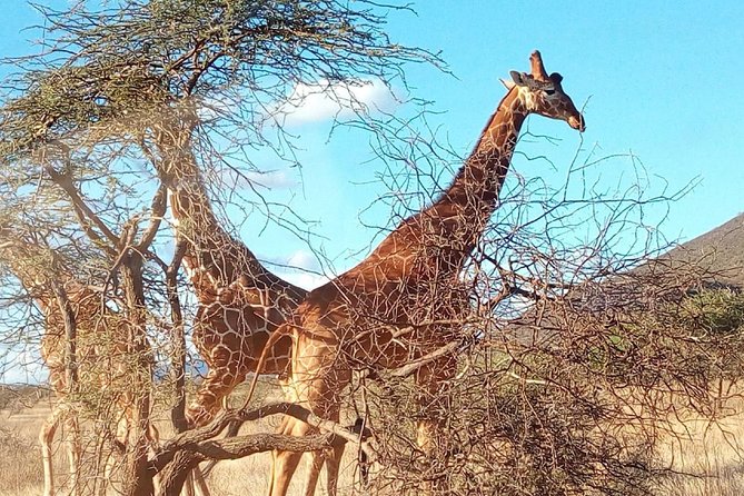 3-day Budget Safari To Maasai Mara - The last morning and return to Nairobi