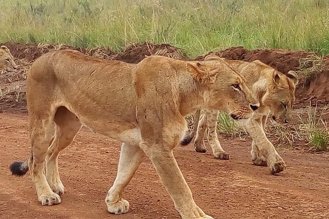 3-day Budget Safari To Maasai Mara - Who will get the most from this safari