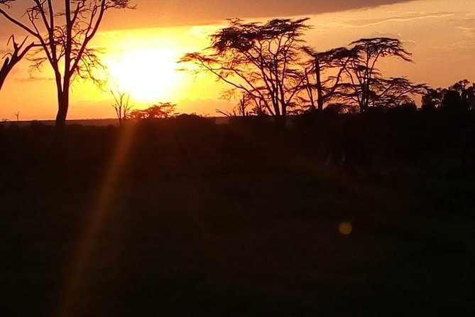 3-day Budget Safari To Maasai Mara - Day two in Maasai Mara, the heart of the trip