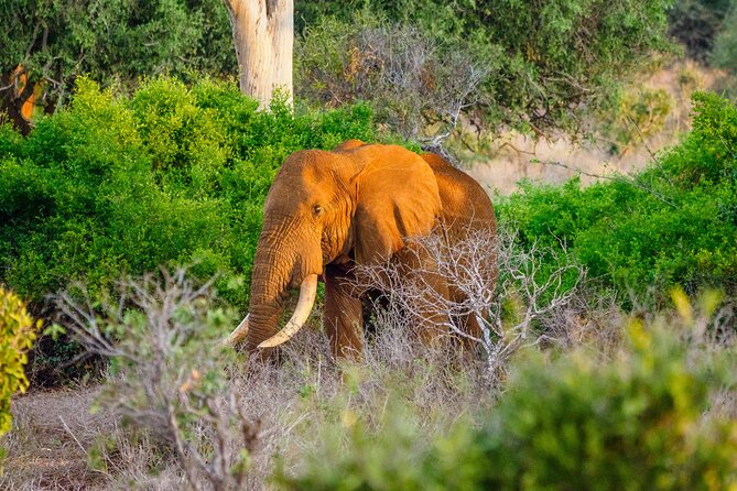 3 day Diani Beach To Tsavo East & West - Key points at a glance