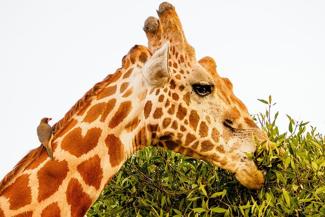 3 day Diani Beach To Tsavo East & West - Ngulia Rhino Sanctuary and the value of conservation