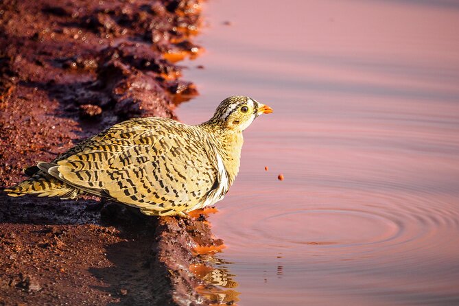 3 day Diani Beach To Tsavo East & West - Mzima Springs: a quieter final morning