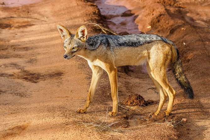 3 day Diani Beach To Tsavo East & West - What the guides add to the safari
