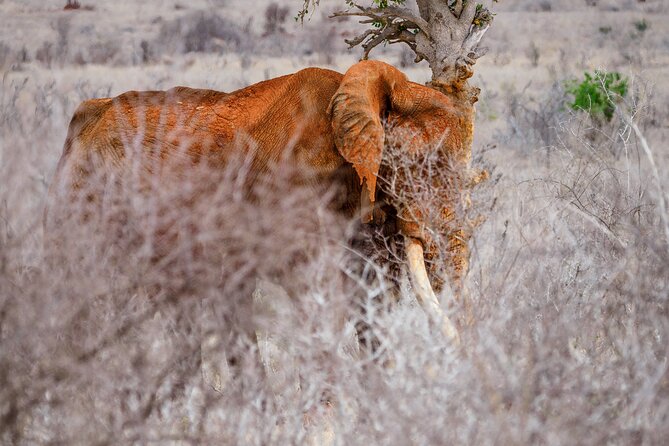 3 day Diani Beach To Tsavo East & West - How good is the $2,020 price?