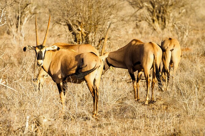 3 day Diani Beach To Tsavo East & West - Who should book this trip?