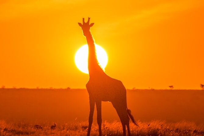 3 Day Exploring Amboseli National Park - Who will enjoy this safari most?