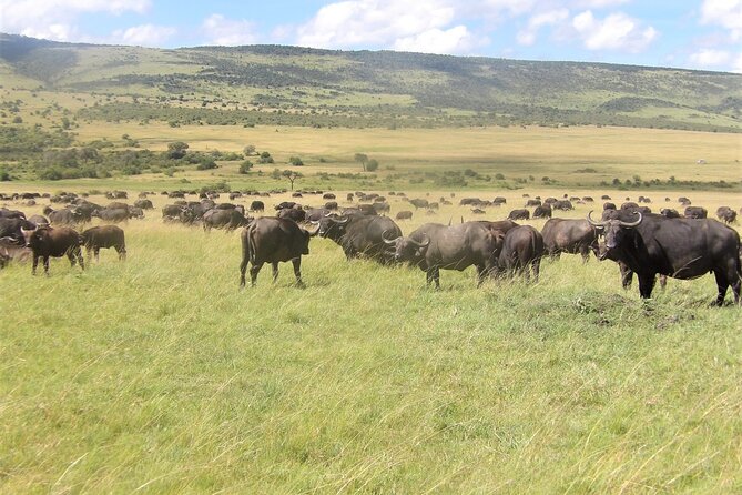 3 Day Exploring Amboseli National Park - Day 1: Your first Amboseli game drive