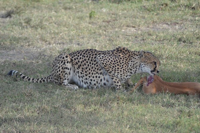 3-Day Group Safari in Masai Mara with Pick Up - Key points to know before booking