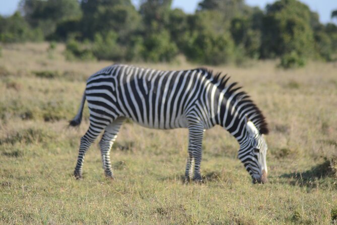 3-Day Group Safari in Masai Mara with Pick Up - Why the Maasai Mara is worth three days