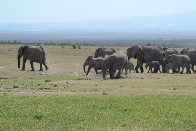 3-Day Group Safari in Masai Mara with Pick Up - What the group size means for you