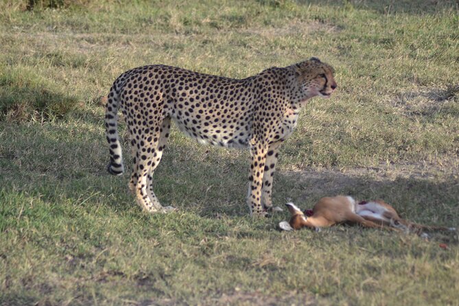 3-Day Group Safari in Masai Mara with Pick Up - Day one: from Nairobi to the reserve