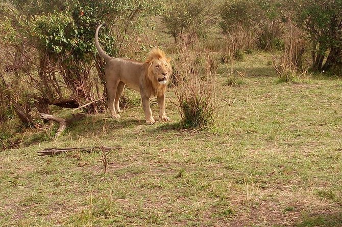 3 day maasai mara budget Camping Group safari - Entering Maasai Mara on the first evening