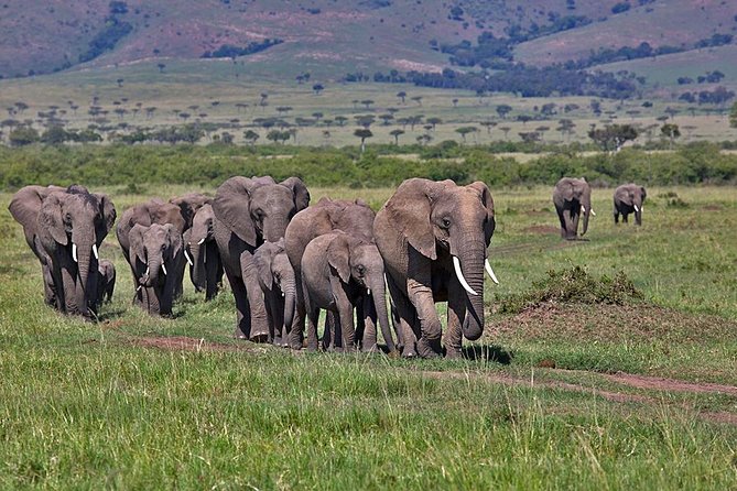 3 Day Maasai Mara Group Joining Camping Safari - Daily Departures - Key points at a glance
