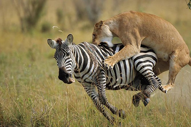 3 Day Maasai Mara Group Joining Camping Safari - Daily Departures - A full day across the Mara plains
