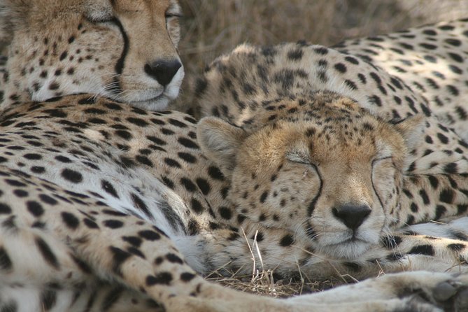 3-Day Maasai Mara Group Joining Safari - What Makes This Safari Worth Considering