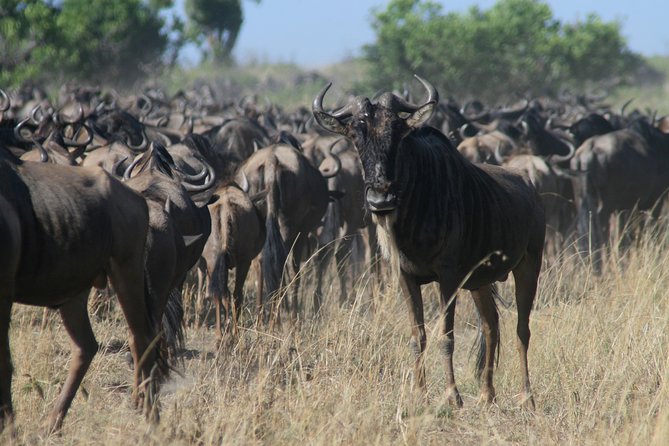 3-Day Maasai Mara Group Joining Safari - Leaving Nairobi From Sarova Stanley
