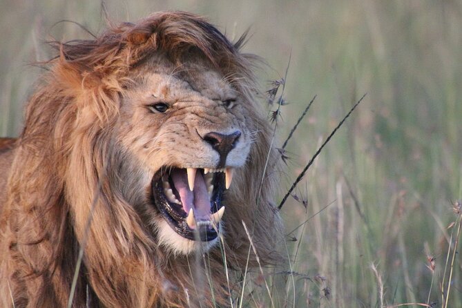3-Day Maasai Mara Group Joining Safari - Day One: The First Afternoon in Maasai Mara