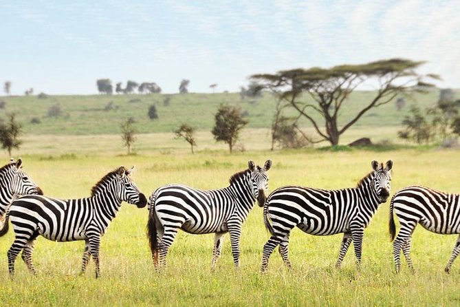3-Day Maasai Mara Guided Safari From Nairobi - Who will get the most from this safari
