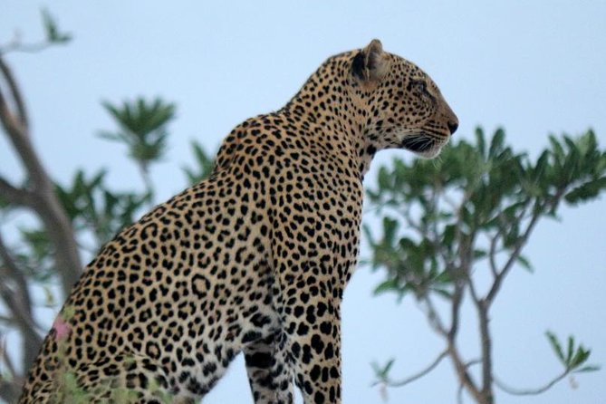 3-Day Maasai Mara Guided Safari From Nairobi - Day 2: Eight hours searching for the Big Five