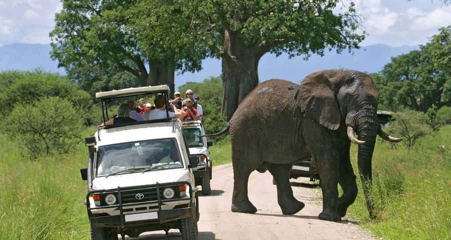 3-Day Maasai Mara Joining Safari at Enkorok Luxury Camp - A full day among lions, elephants, hippos, and birds