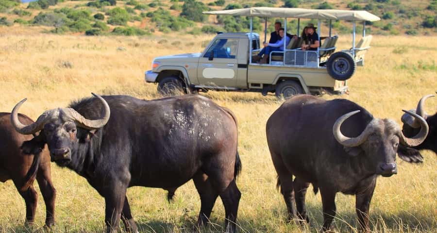 3-Day Maasai Mara Joining Safari at Enkorok Luxury Camp - The final morning drive back to Nairobi