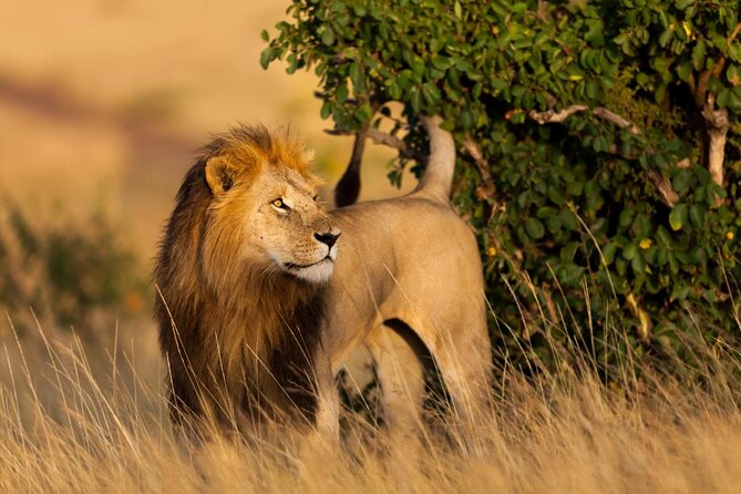 3 Day Maasai Mara & Migration safari - Key points to know before booking