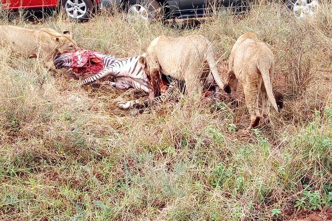 3 Day Maasai Mara & Migration safari - Day 2: the full Maasai Mara game drive