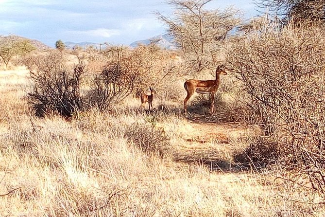 3 Day Maasai Mara & Migration safari - Vehicle comfort and group size