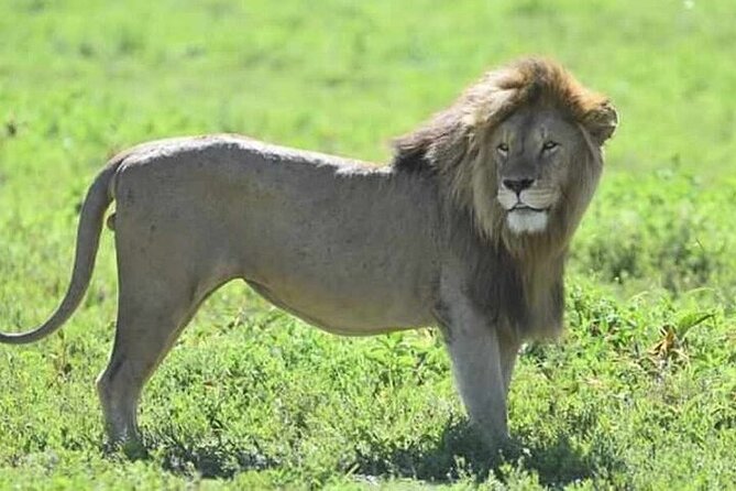 3-Day Maasai Mara Safari Tour in a 4 x4 Land Cruiser Jeep - Key points before you book