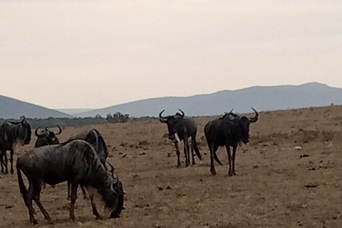 3-Day Maasai Mara Safari Tour in a 4 x4 Land Cruiser Jeep - Why this three-day Maasai Mara trip works