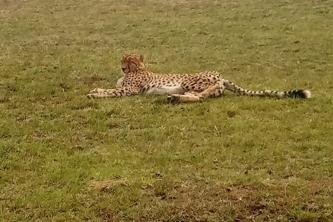 3-Day Maasai Mara Safari Tour in a 4 x4 Land Cruiser Jeep - The full-day Mara search for lions and elephants