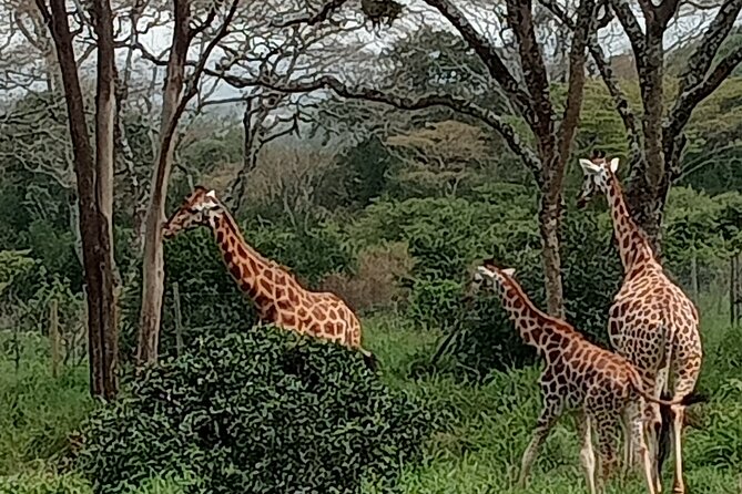 3-Day Maasai Mara Safari Tour in a 4 x4 Land Cruiser Jeep - The final morning and the return to Nairobi