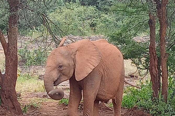 3-Day Maasai Mara Safari Tour in a 4 x4 Land Cruiser Jeep - Meals, camp life, and extra activities