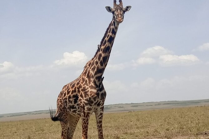 3-Day Maasai Mara Safari Tour in a 4 x4 Land Cruiser Jeep - Leaving Nairobi and stopping above the Great Rift Valley