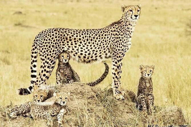 3 Day Maasai Mara Shared Safari In a Safari Van - What the private tents are really like