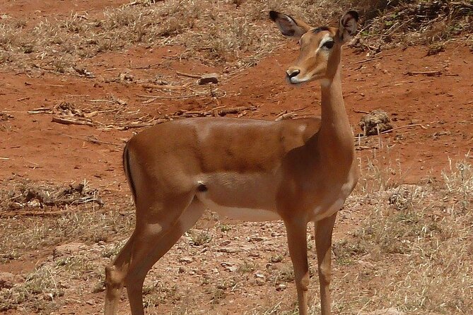 3 Day Maasai Mara Shared Safari In a Safari Van - A full day chasing wildlife on day two