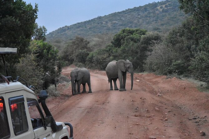 3 Day Maasai Mara Shared Safari In a Safari Van - The return to Nairobi and the Maasai village option