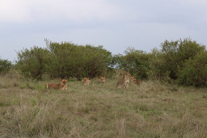 3-Day Maasai Mara Sharing Safari in a 4x4 Land Cruiser Jeep - Day one: arriving at the Mara and the first afternoon drive