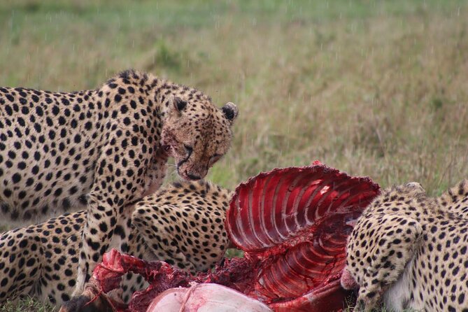 3-Day Maasai Mara Sharing Safari in a 4x4 Land Cruiser Jeep - Lenchada Tourist Camp: comfort with a rustic edge