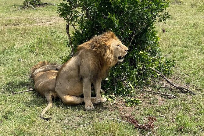 3-Day Masai Mara and Naivasha Hell's Gate National Park-Safari - Day one: Nairobi to the Mara by way of the Rift Valley