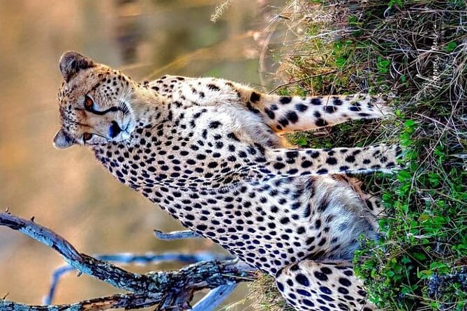 3-Day Masai Mara and Naivasha Hell's Gate National Park-Safari - Day two: the strongest wildlife schedule