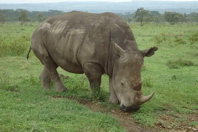 3-Day Masai Mara Budget Camping Safari - What $858 buys you in the Masai Mara
