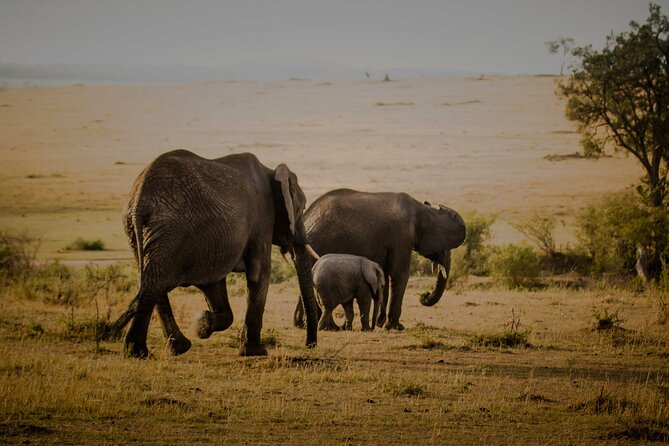 3-Day Masai Mara Budget Camping Safari - The full-day safari is the heart of the trip