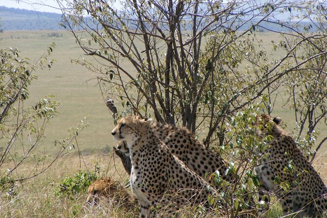 3-Day Masai Mara Budget Camping Safari - Dawn in the Mara and the long ride back