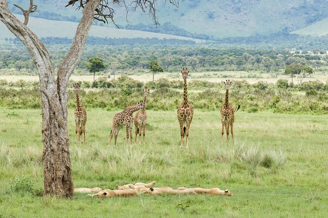 3-Day Masai Mara Budget Camping Safari - Meals, camping, and what to clarify
