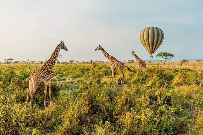 3-Day Masai Mara Budget Camping Safari - First afternoon: your introduction to the Mara