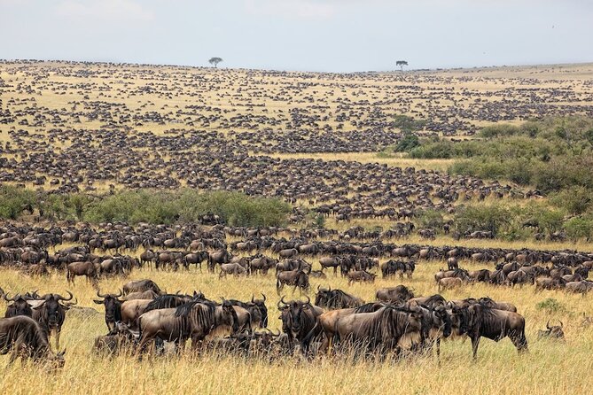3 Day Masai Mara Budget Joining Safari on 4×4 - Daily Departures - The early Nairobi pickup and Great Rift Valley stop