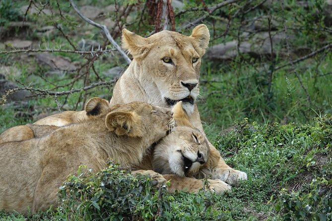 3 Day Masai Mara Budget Joining Safari on 4×4 - Daily Departures - Arriving at the Mara for the first game drive