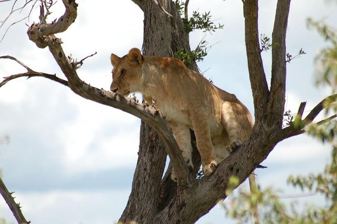 3 DAY MASAI MARA BY AIR (from nairobi) (MINIMUM 2 PAX) - Day one: from Nairobi pickup to a sunset game drive